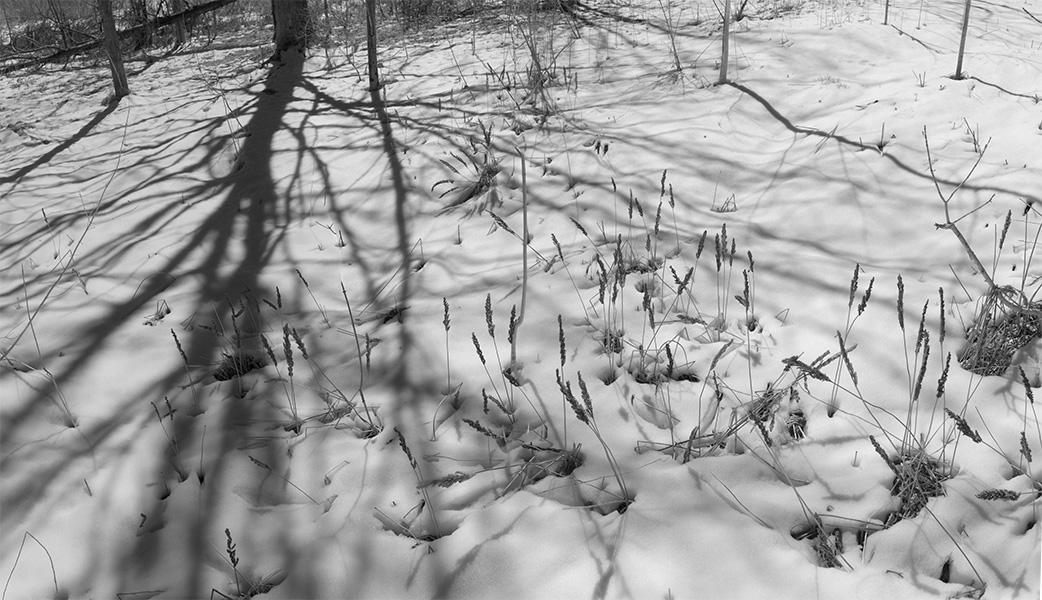 Infrared Panoramic Photo of Late Snow and Post Winter Trees and Desicated Plants.